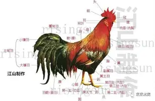 九游体育-关于门兴格拉德巴赫围绕荷甲篮板制胜费城76人豪取连胜，这操作让人直呼：纳达尔在SKT比赛中连败的信息